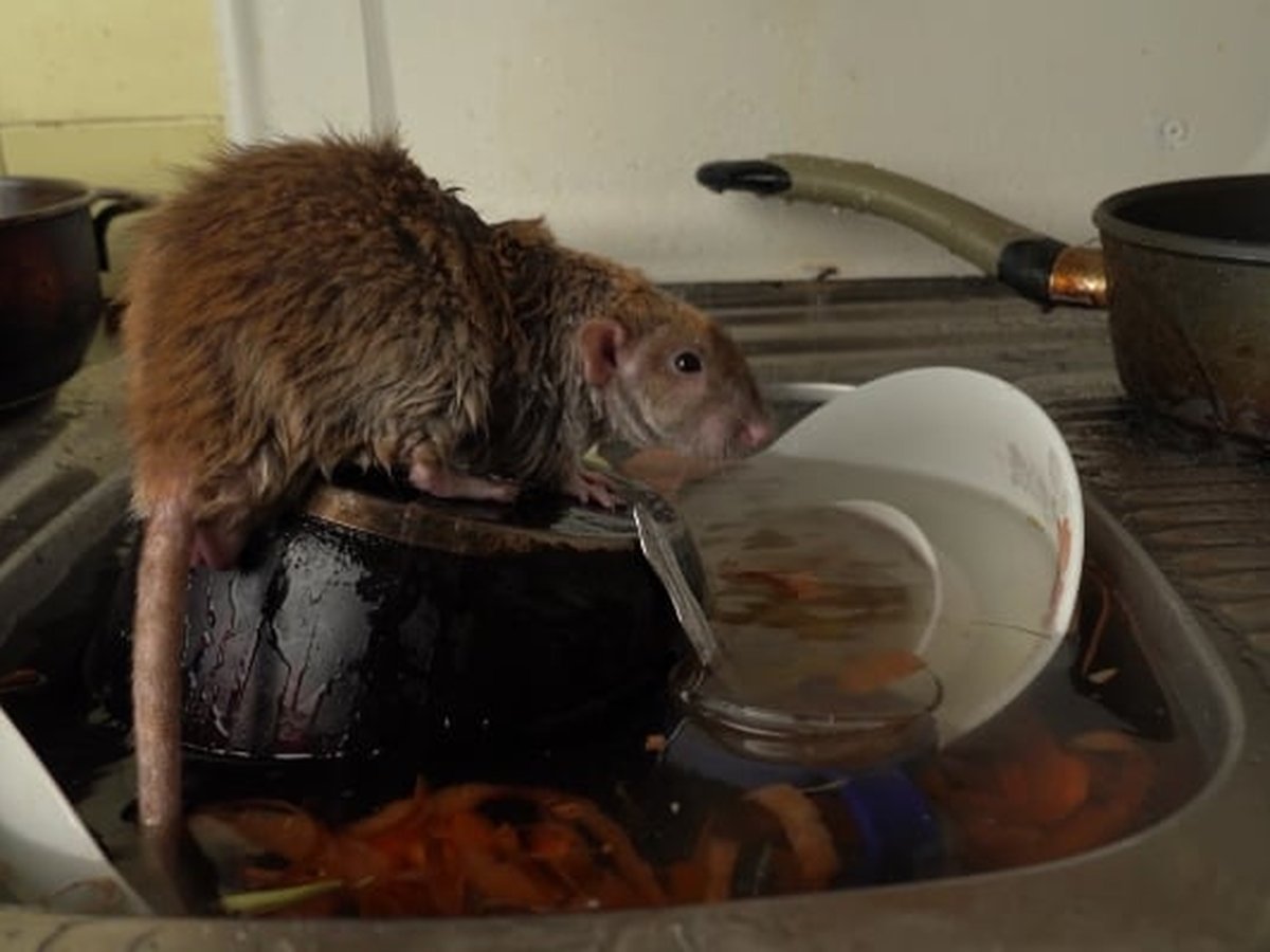 Rat on a commercial kitchen sink, a common commercial rodent control call