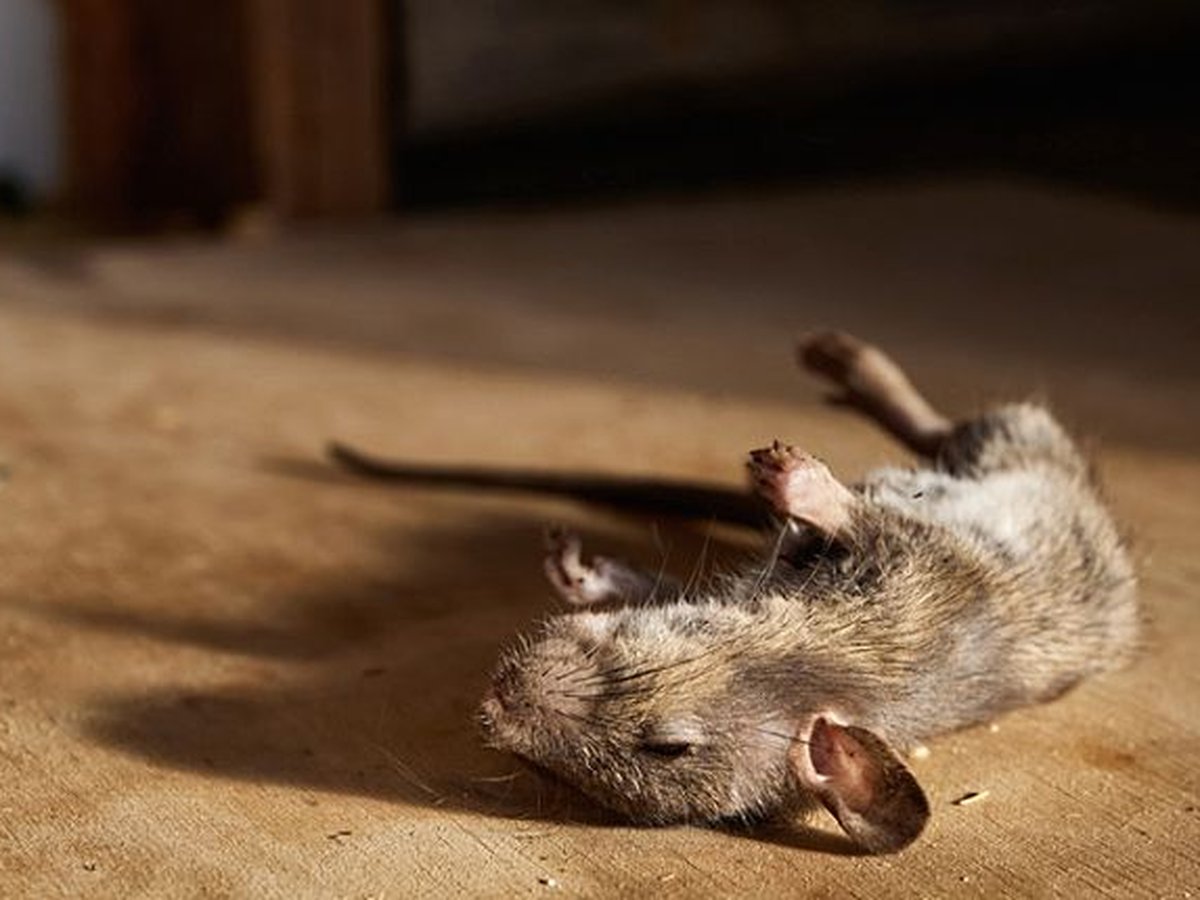 Dead mouse requiring removal and odor control