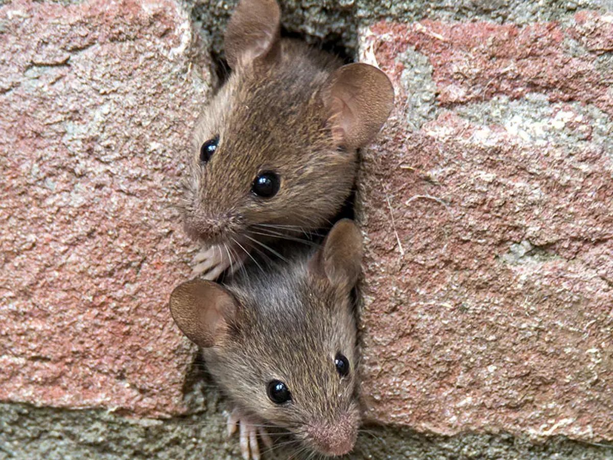 Mice living in a wall gap in a Raleigh, NC home
